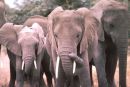 Herd of Elephants